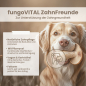Preview: fungoVITAL ZahnFreunde