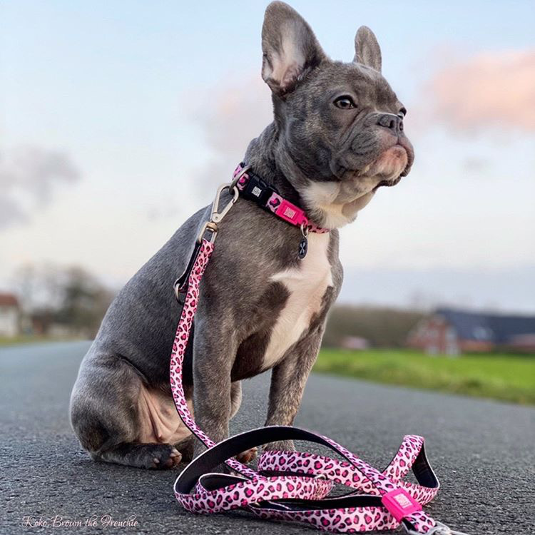 Fly Dogs - Max & Molly Smart ID Halsband - Leopard Pink